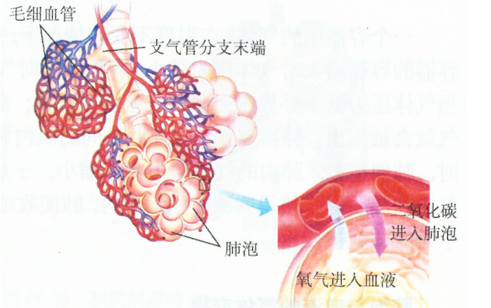 肺出血-腎炎綜合征的發病機制