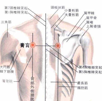膏肓穴疼痛是怎么回事？膏盲穴的準確位置及其艾灸的功效與作用有哪些？