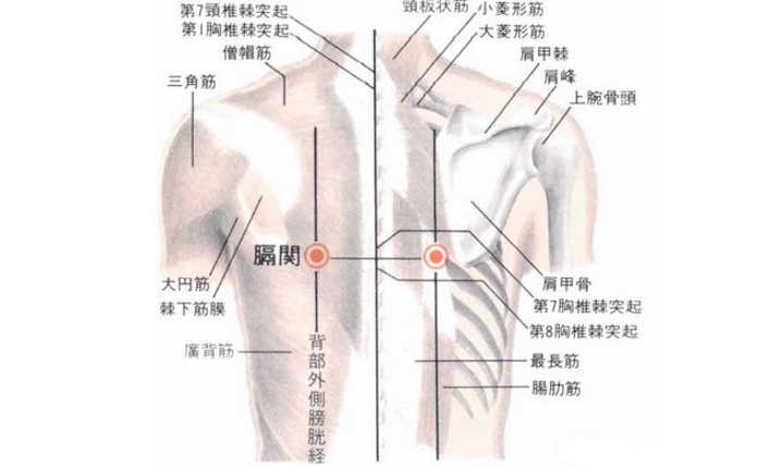 膈關穴的圖片