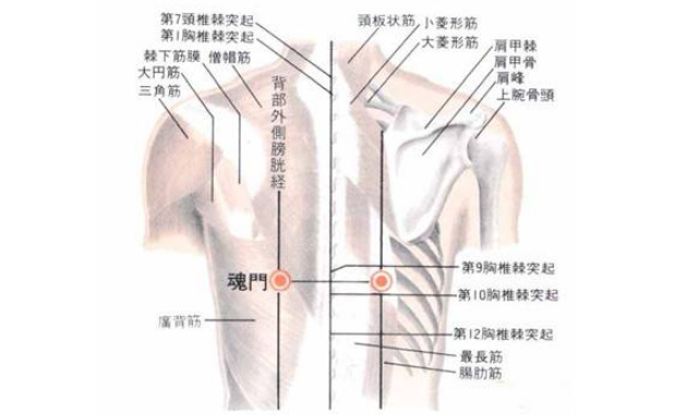 魂門穴的圖片