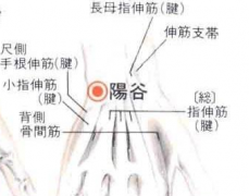 中醫譽為“不老穴”的陽谷穴，究竟有哪些功效與作用呢？