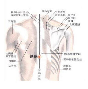 筋縮穴的準確位置在哪？筋縮穴的按摩方法及功效與作用有哪些？