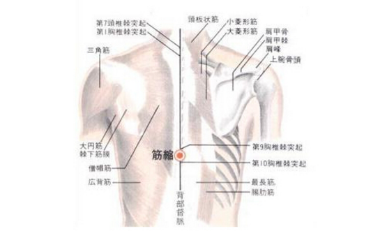 筋縮穴圖片