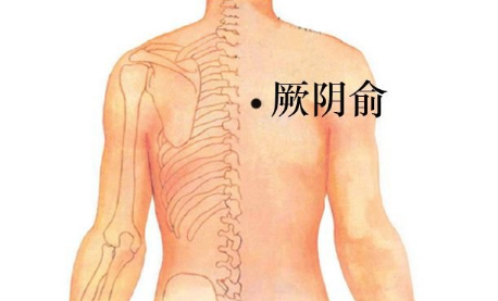 厥陰俞穴的圖片