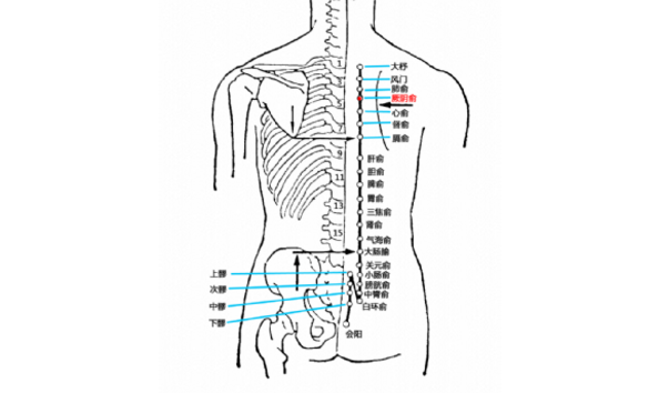 厥陰俞穴的功效與作用