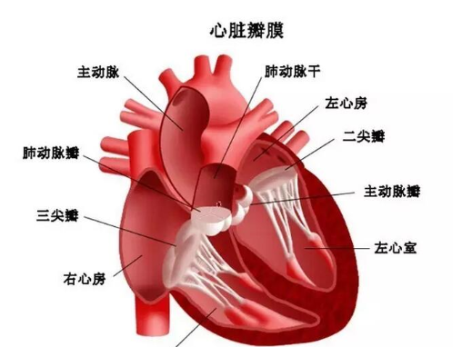 病態竇房結綜合綜合征