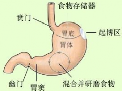 賁門癌有什么治療方法？