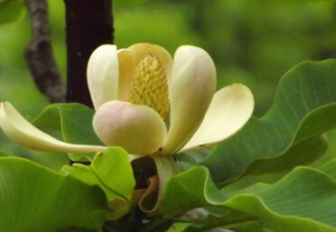 中藥厚樸