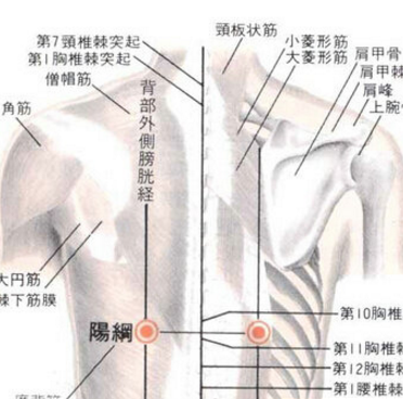 陽(yáng)綱穴的準(zhǔn)確位置在哪？