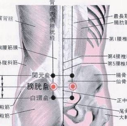 膀胱俞穴疼痛是怎么回事？它的準確位置極其按摩的方法與作用你知道嗎？