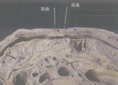中醫(yī)教你按摩商曲穴治療腹痛及其商曲穴準確位置！