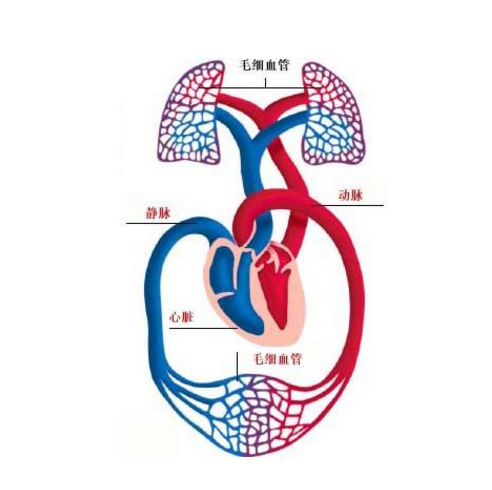 肺假性淋巴瘤的發病原因及其癥狀表現與治療方法有哪些？