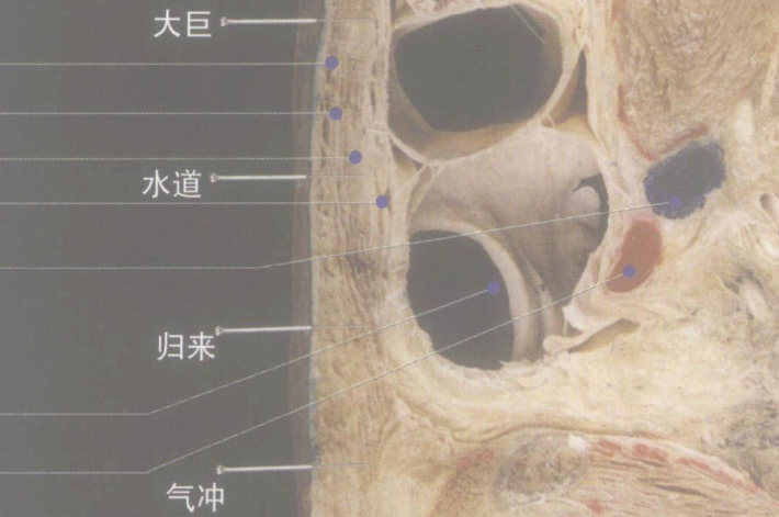 氣沖穴的位置