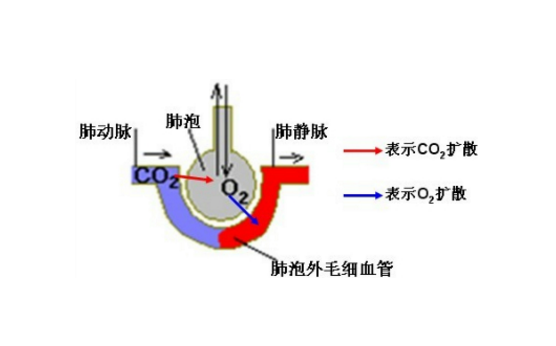 肺泡-毛細血管阻滯綜合征的治療