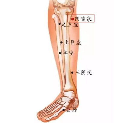 按摩陰陵泉穴有祛濕的功效，你知道它的準確位置在哪嗎？