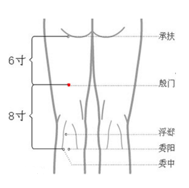 殷門穴的準確位置在哪？按摩殷門穴的方法及其功效與作用有哪些？