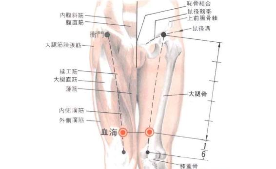 血海穴的功效與作用