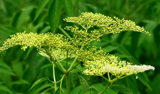 血滿草