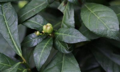 刮筋板的圖片