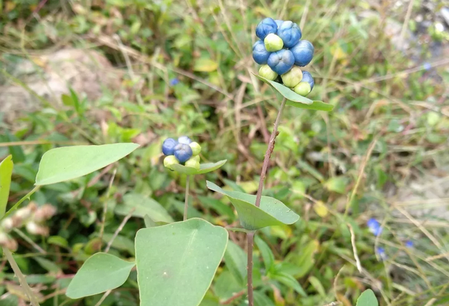 杠板歸的應用