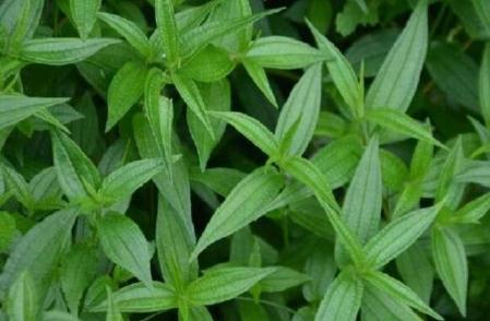 糯米藤形態(tài)特征！